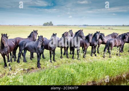 Schöne schwarze Pferde auf der Wiese im Frühjahr in den Niederlanden, Provinz Friesland Region Gaasterland Stockfoto