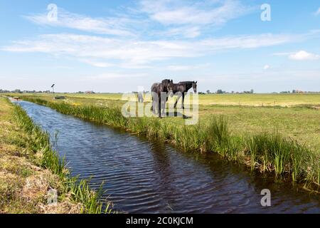 Die Niederlande ein feuchtes Land voller Gräben und Kanäle, Segelboote und weite Ebenen mit Grasland, Fotos in Friesland Gaasterland Region aufgenommen Stockfoto