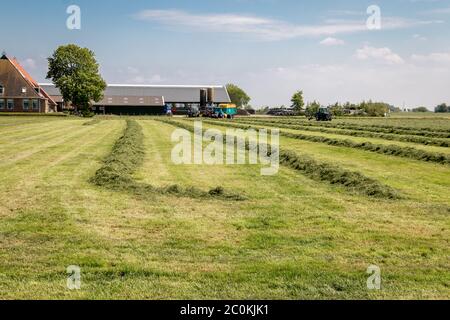 Bauernhof in den Niederlanden, Provinz Friesland, Region Gaasterland mit dem Heu auf dem Land und mit dem Traktor verarbeitet zu trocknen Stockfoto