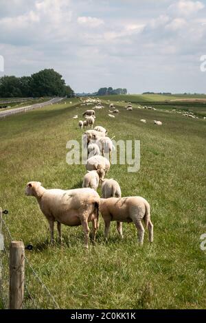 Schafe und Lämmer auf dem Deich im Frühjahr auf dem IJsselmeer, Provinz Friesland, Gaasterland Region Stockfoto