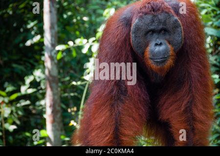 Orang Utan alpha Männchen stehen in Borneo-Indonesien Stockfoto