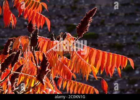 Essigbaum oder Hirsch Kolbensumac (Rhus typhina /alt. Rhus hirta) im Herbstlaub Stockfoto