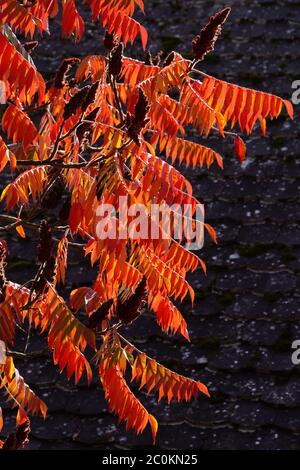 Essigbaum oder Hirsch Kolbensumac (Rhus typhina /alt. Rhus hirta) im Herbstlaub Stockfoto