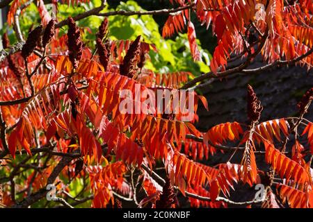 Essigbaum oder Hirsch Kolbensumac (Rhus typhina /alt. Rhus hirta) im Herbstlaub Stockfoto