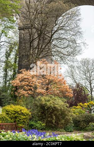 Die intensive goldene Farbe der Blätter eines Ahornbaums Acer wächst in Trenance Gardens in Newquay in Cornwall. Stockfoto