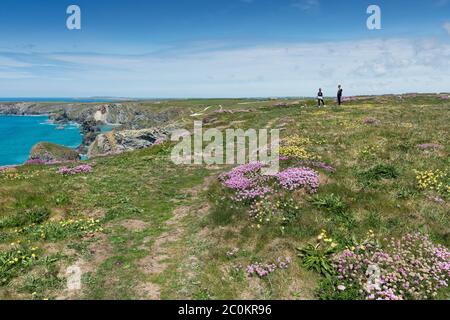 Seethrift Armeria maritima wächst auf dem zerklüfteten Küstenweg bei Bedruthan Stufen in Carnewas in Cornwall. Stockfoto