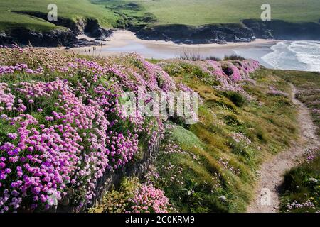 Armeria maritima Sea Thrift Sea pink wächst auf einer alten traditionellen kornischen Hecke mit Blick auf die abgelegene Polly Porth Witz in Newquay in Cornwall. Stockfoto