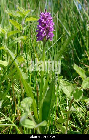 Southern Marsh x Common Spotted Hybrid Orchid - Dactylorhiza x grandis Hinweis schwach gepunktete Blätter Stockfoto