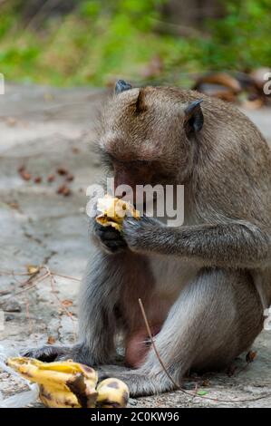 Affe Rhesus-Makaken sitzen und Essen eine Banane Stockfoto