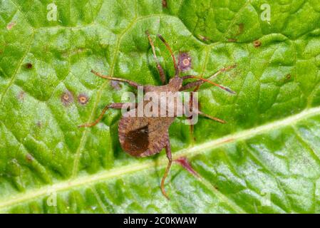 Dock Bug oder Squash Bug - Coreus marginatus auf Blatt Stockfoto