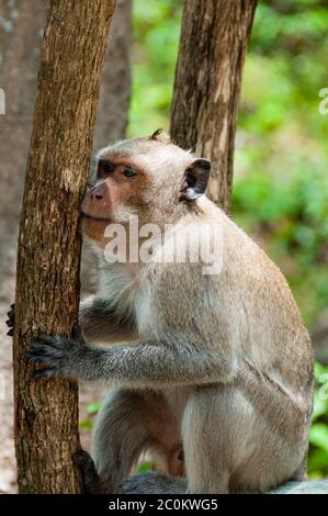 Affe Rhesus-Makaken hält einen Baum Stockfoto