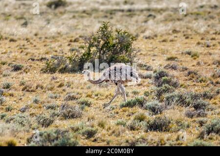 Darwins oder Lesser Rhea (Rhea pennata) Wandern im Grasland im Torres del Paine Nationalpark, Patagonien, Südchile Stockfoto