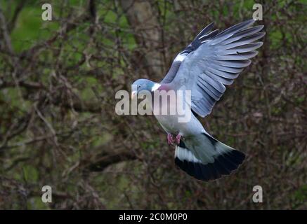 Holztaube, Columba palumbus, Einzelvogel im Flug, Lancashire, Großbritannien Stockfoto