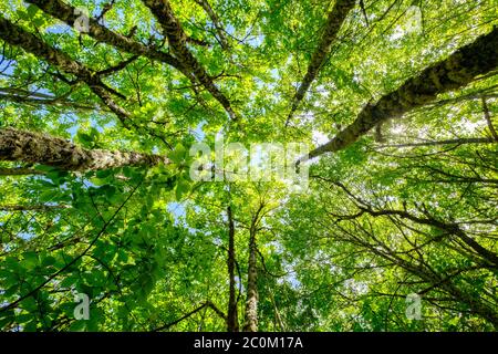 Bäume nach oben Nadir Blick auf Höhe im Wald, Wachstum und Fortschritt der Natur Konzept erreichen das Licht Ziele zu erreichen Stockfoto