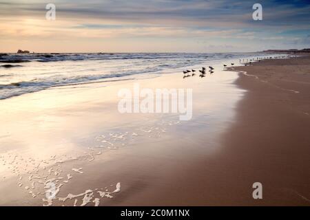 Möwen am Sandstrand bei Sonnenuntergang Stockfoto