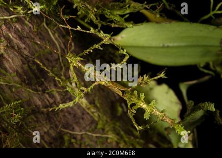 Moos Mimic Stick Insect, Trychopeplus laciniatus, Diapheromeridae, Monteverde Cloud Forest Reserve, Costa Rica, Centroamerica Stockfoto