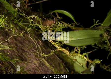 Moos Mimic Stick Insect, Trychopeplus laciniatus, Diapheromeridae, Monteverde Cloud Forest Reserve, Costa Rica, Centroamerica Stockfoto