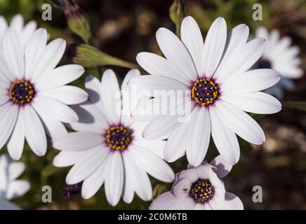 Osteospermum 'Soprano White' (Afrikanische Gänseblümchen) beherbergt eine grüne Blattlaus und 2 kleine Jungen. Stockfoto