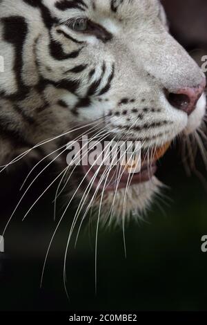 Weißer tiger Stockfoto