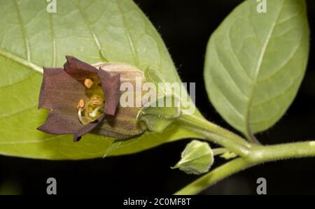 Blüte Atropa Belladonna Stockfoto