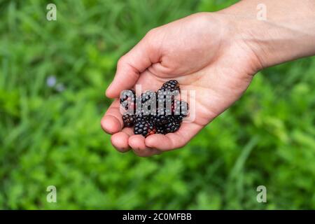 Eine Handvoll reife Brombeere in einer weiblichen Hand auf grünem Hintergrund. Reife und saftige Brombeeren in einer weiblichen Hand. Weibliche Hand hält wilde blackberri Stockfoto