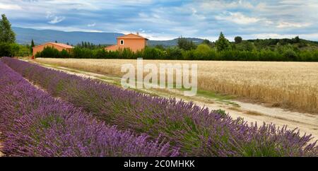 Sommerlandschaft mit Weizen und Lavendelfeld in der Provence, Südfrankreich Stockfoto
