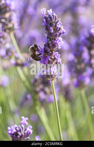 Honigbiene bestäubt Lavendel Blumen in Blüte Stockfoto