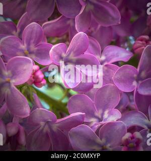 Makro-Bild lila violett Frühlingsblumen Stockfoto