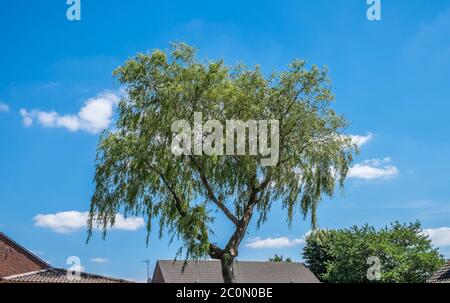 Trauerweide Baum von unten genommen. Stockfoto