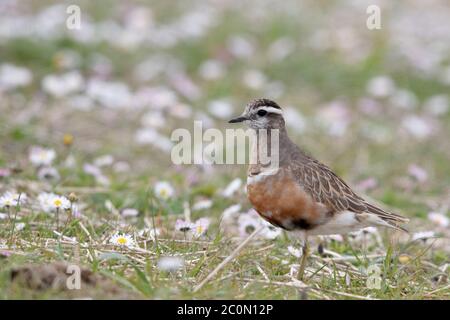 Ein Dotterel (Calidris alpina) ernährt sich von North Uist in den Äußeren Hebriden. Im Sommer sind Dotterel nur auf Schottlands hohen Gipfeln, aber wandernde Gruppe gefunden Stockfoto