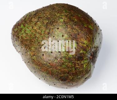 Guanabana Obstpflanze isoliert auf weißem Studio Hintergrund Stockfoto