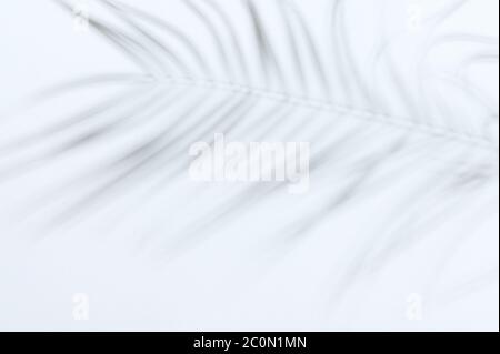 Verschwommener Baum Zweig mit Blättern auf weißem Wandhintergrund Stockfoto