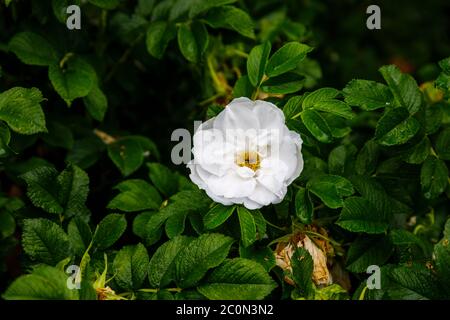 Weiße Rose, halbdoppelte Rosa rugosa 'Blanc Double de Coubert' blüht im späten Frühjahr bis zum Frühsommer in einem Garten in Hampshire, Südengland Stockfoto