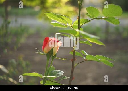 Kleine rosa Rosenblüte wachsen im Garten. Seitenansicht, Nahaufnahme. Sonniger Sommertag Stockfoto