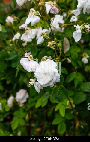 Weiße altmodische, voll doppelte Strauchrose 'Mme Hardy' blüht im späten Frühjahr bis zum frühen Sommer in einem Garten in Hampshire, Südengland Stockfoto