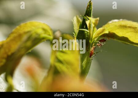 Foto der kleinen roten Blattlaus in der Rose Stockfoto