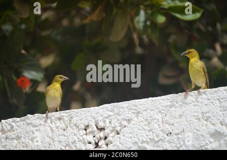 Zwei weibliche Schwarzkopfweberinnen (Tisserin à tête noire) Ploceus melanocephalus in einem städtischen Garten in Dakar, Senegal Stockfoto