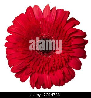 Rote Gerbera. Tiefenfokus Stockfoto