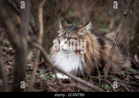 Schöne norwegische Waldkatze weiß und gestromt im Freien, mit den typischen Farben des Unterholz genommen. Stockfoto