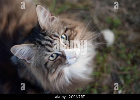 Schöne weiße und gestromte norwegische Waldkatze von oben geschossen Blick auf die Kamera im Freien. Stockfoto