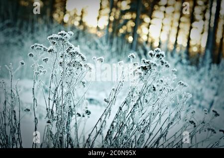 Winterlandschaft. Winter-Szene Stockfoto