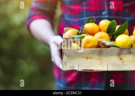 Schachtel der Mandarine in den Händen eines Mannes in einem karierten Hemd Stockfoto