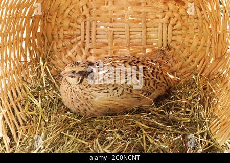 Goldfarbene gesprenkelte japanische Wachtel, die auf Heu in einem Weidenkorb liegt Stockfoto