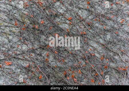 Muster von trockenem Efeu Liana an der Wand Stockfoto