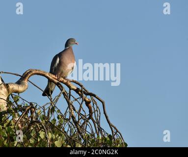 Einzelne Taube auf einem Baum Stockfoto