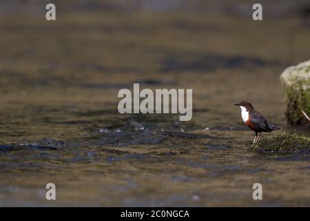 Ein Dipper (Cinclus cinclus) jagt kleine Wasserinsekten, um seine Küken auf einem Fluss in Nordwales zu füttern. Stockfoto