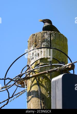 Starling (Sturnus vulgaris), der auf einem Telegrafenmast singt Stockfoto