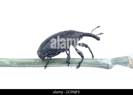 Schwarzer Käfer auf dem Stiel auf weißem Hintergrund Stockfoto