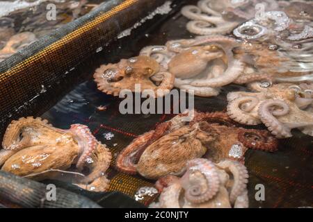 Lebende Oktopusse in einem Tank warten auf Lebensmittel auf einem Straßenmarkt in Südkorea verkauft werden Stockfoto