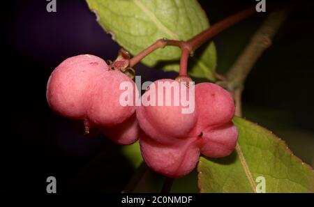 Europäische Spindel Euonymus europaeus Stockfoto